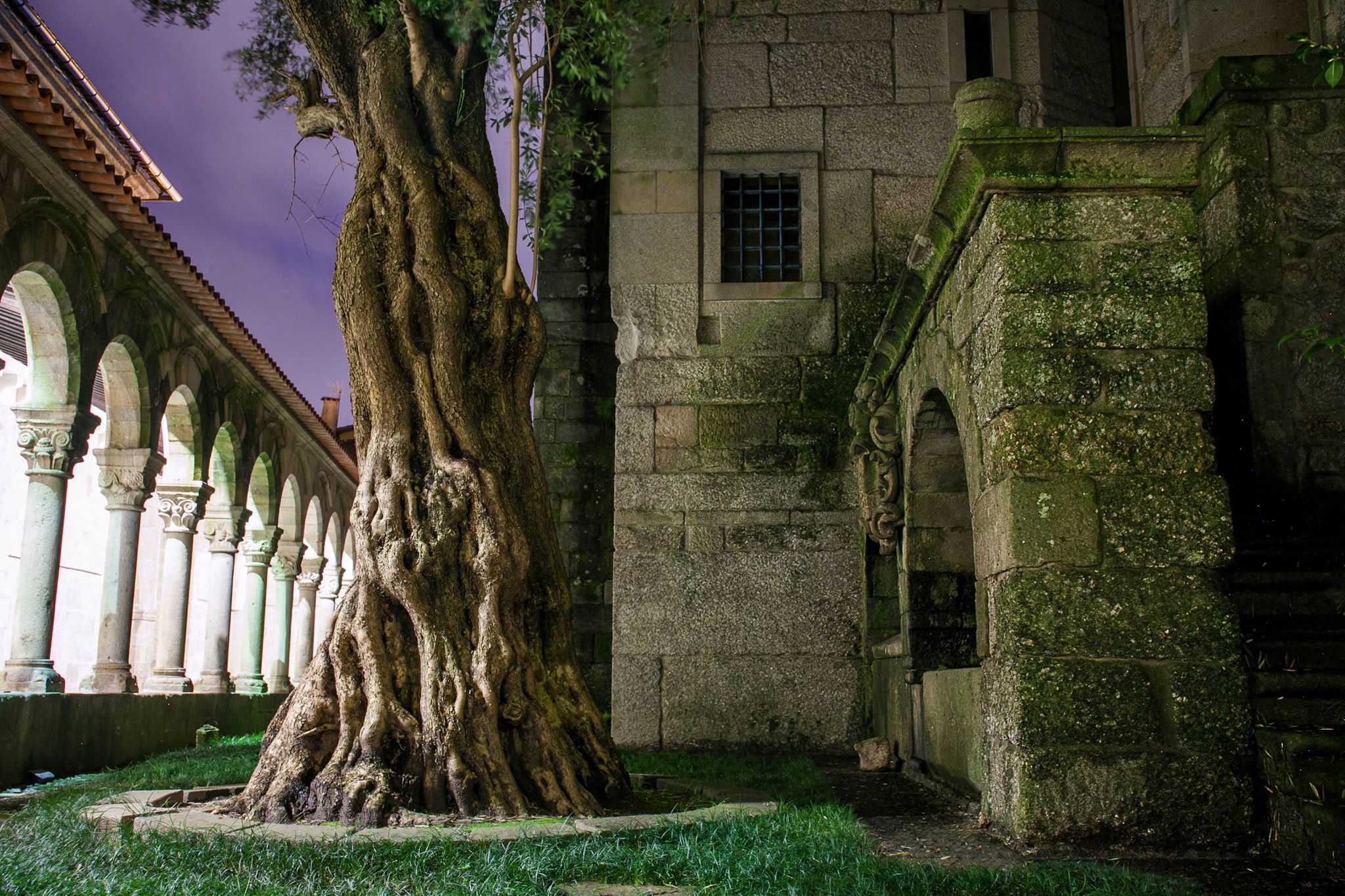 Jardim do claustro ao anoitecer, com oliveira em primeiro plano