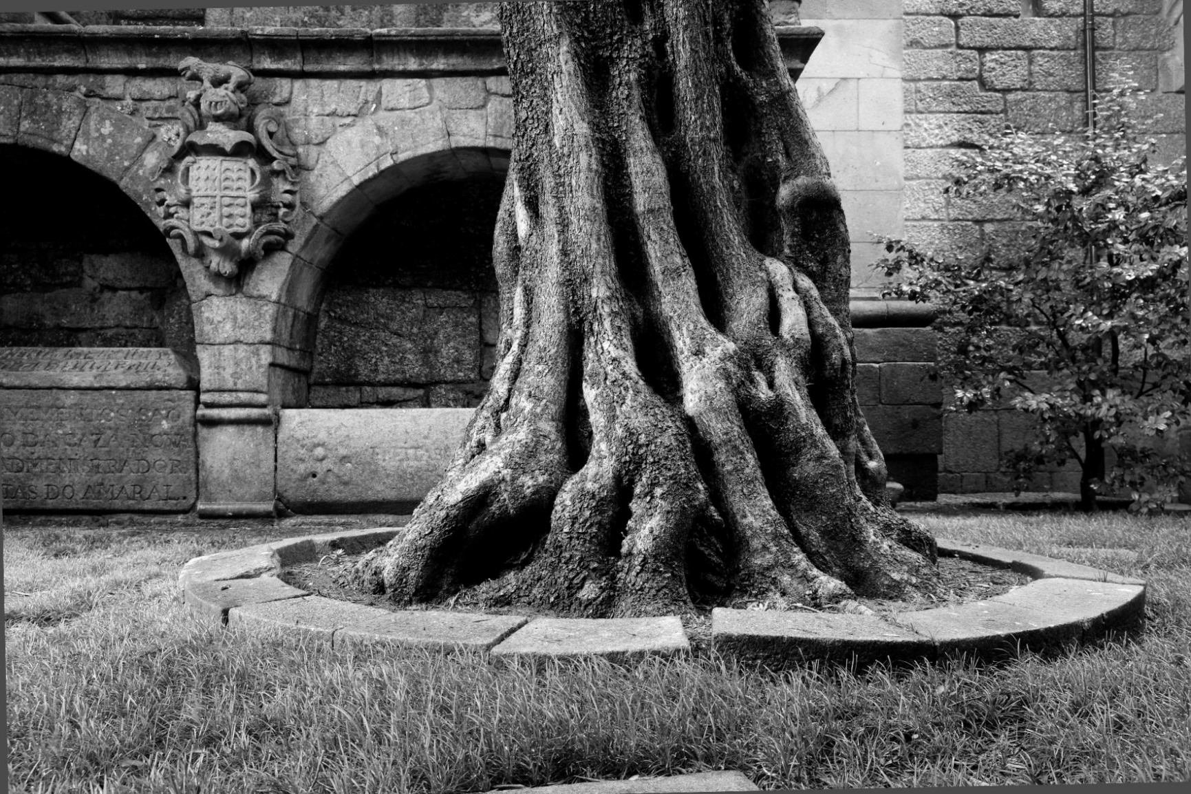 Imagem a preto e branco da base do tronco da oliveira do claustro.